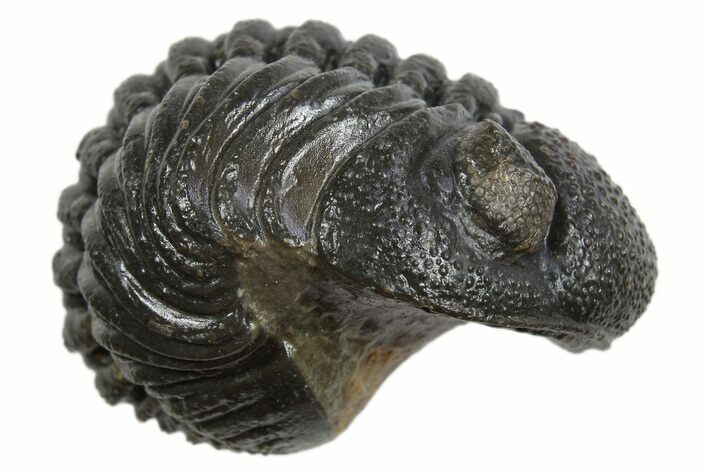 Long Partially Enrolled Morocops Trilobite - Morocco #296628